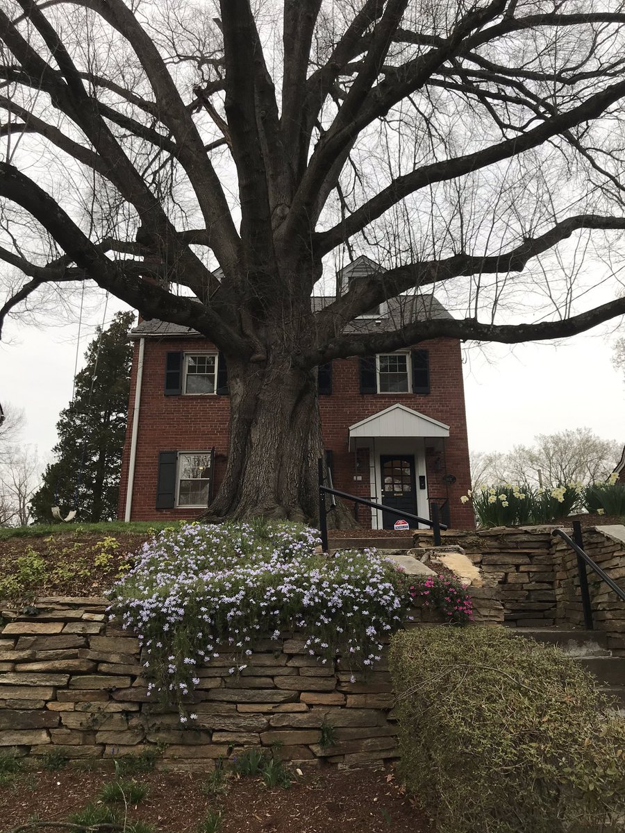 Viewing a property with a client in #ColonialVillage.  This is perhaps the largest tree I’ve seen sit so close to a house.  Buyers should always be aware of the cost of maintaining trees on their property.

 #RealtorLife #DCRealEstate