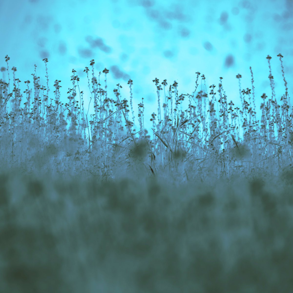 ・
g r a s s
・
・
#朝色 #flower #fragrance #green 
#blue #leaf #grass #negativefilm