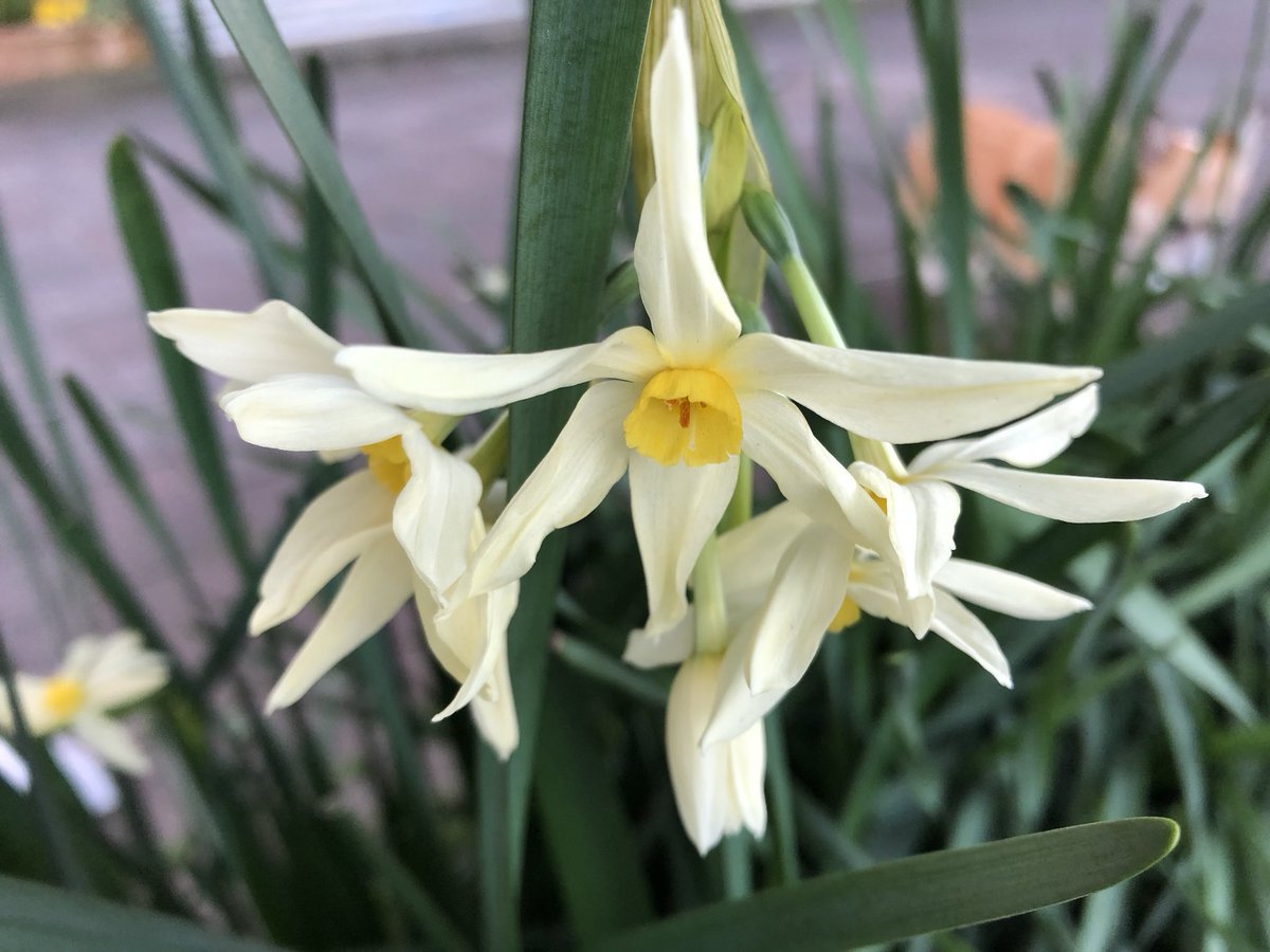 AdpSakodev's tweet photo. #フサザキスイセン
#グランドモナーク
#tazetta #daffodils #narcissus
#grandmonarque https://t.co/lvWqWd5CZ5