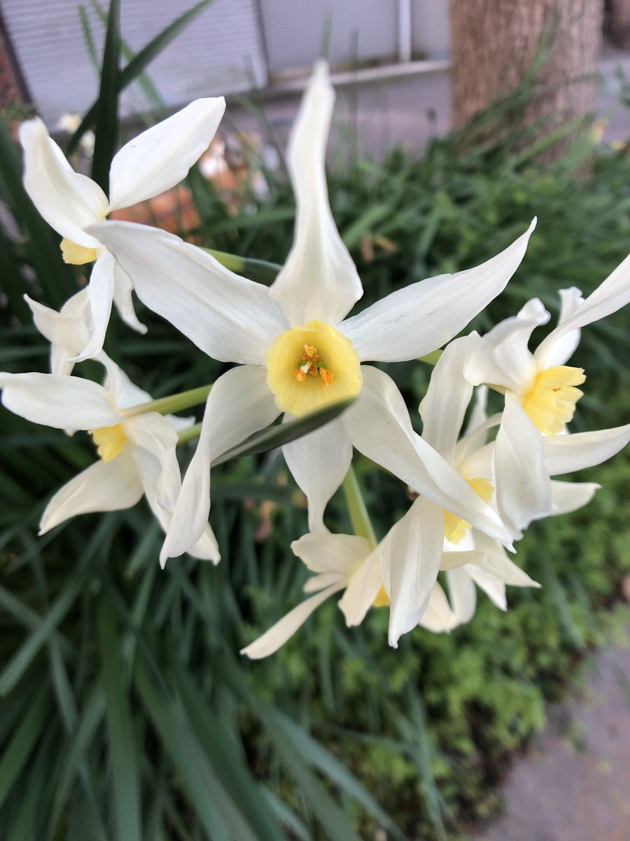 AdpSakodev's tweet photo. #フサザキスイセン
#グランドモナーク
#tazetta #daffodils #narcissus
#grandmonarque https://t.co/lvWqWd5CZ5
