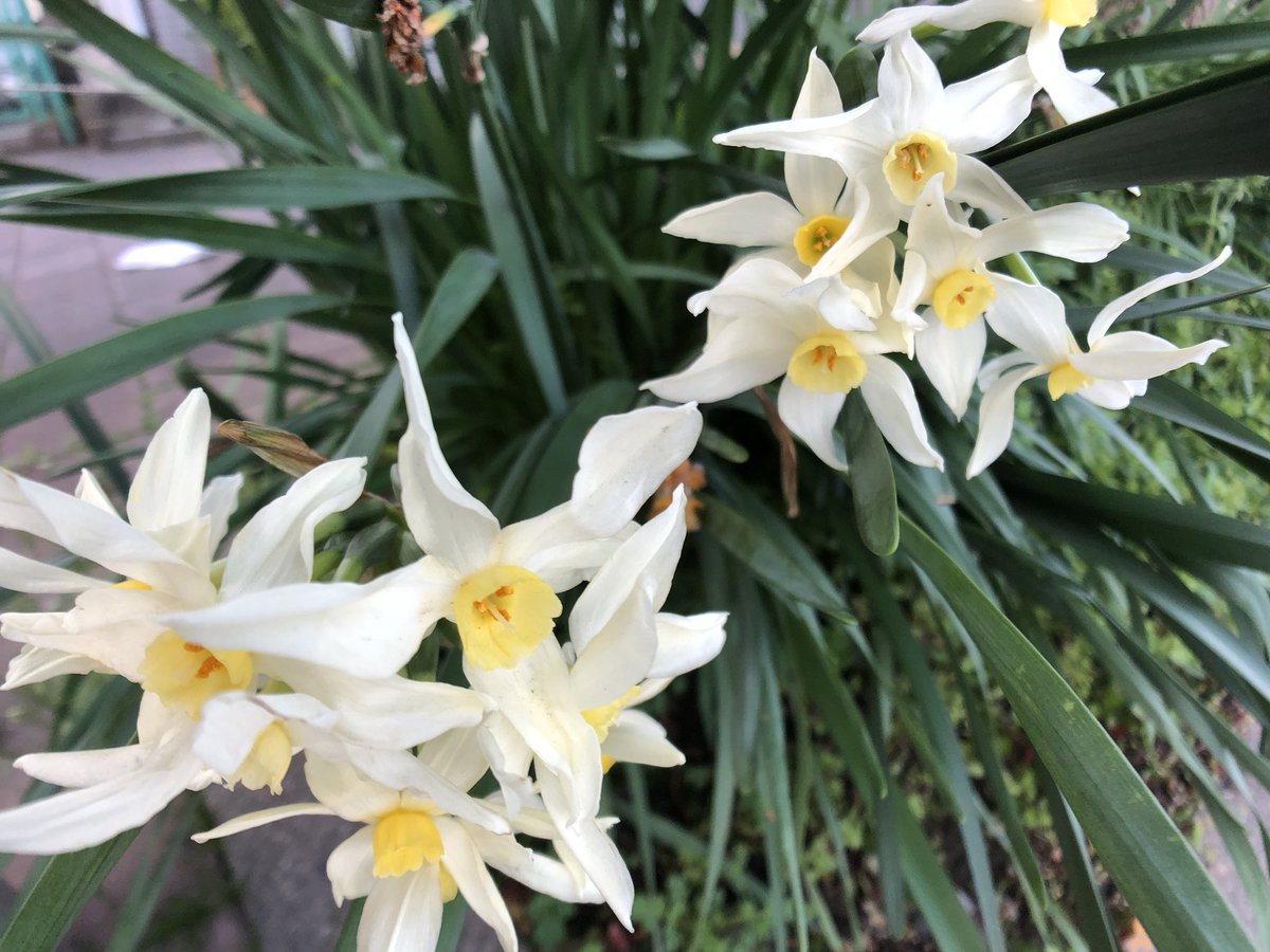 AdpSakodev's tweet photo. #フサザキスイセン
#グランドモナーク
#tazetta #daffodils #narcissus
#grandmonarque https://t.co/lvWqWd5CZ5