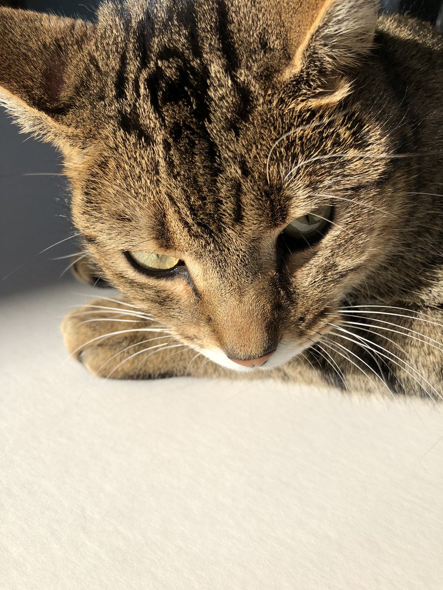 SarahCateArtist's tweet photo. Mon petit garçon Le chat Tigre qui j’adore. Bon nuit xx #lepetitchat #leschat #amor https://t.co/Ml9JDUA0L5
