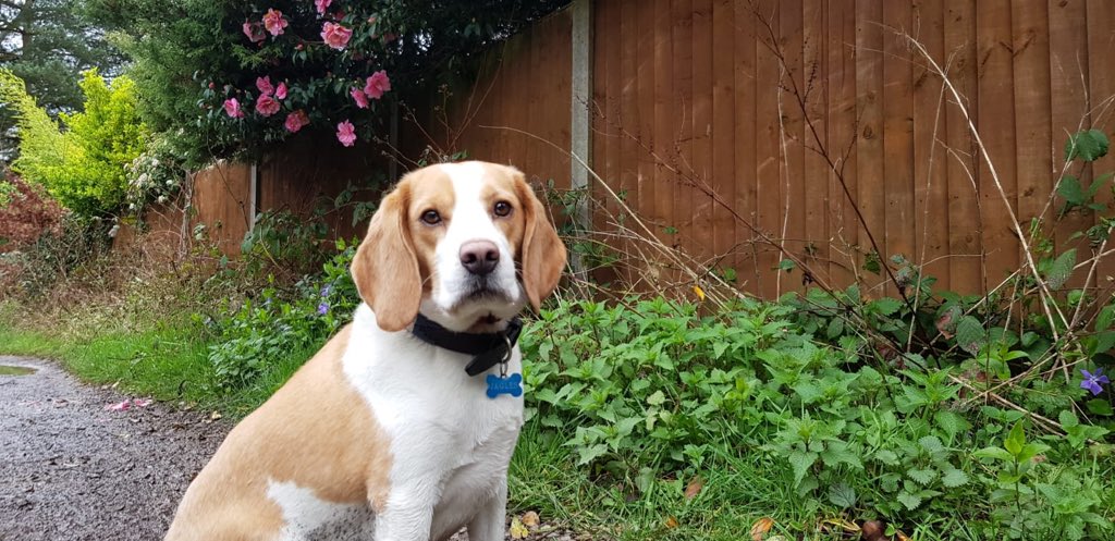 For all my furpalz: wash your paws, sniff in your own garden, take your monthly pills, make humans comfortable. Love, J🐶