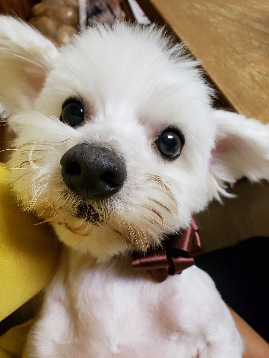 sdclimateaction's tweet photo. Another entry! Meet Zimba, an OC YIMBY + member of #DogsForDensity. 

Likes: ADUs + gardening + naps + raising the woof 🐾 https://t.co/ZHxWfTccnE