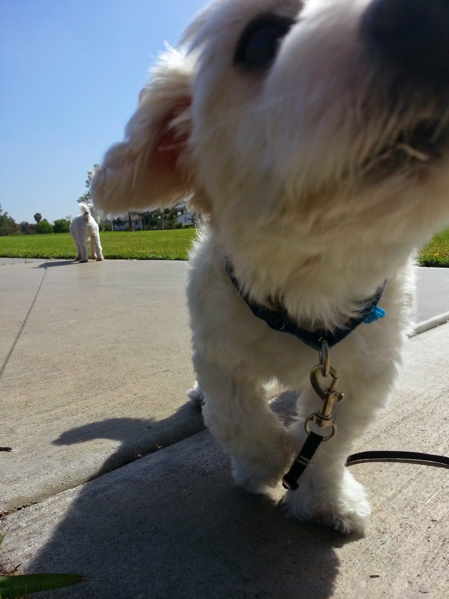 sdclimateaction's tweet photo. Another entry! Meet Zimba, an OC YIMBY + member of #DogsForDensity. 

Likes: ADUs + gardening + naps + raising the woof 🐾 https://t.co/ZHxWfTccnE