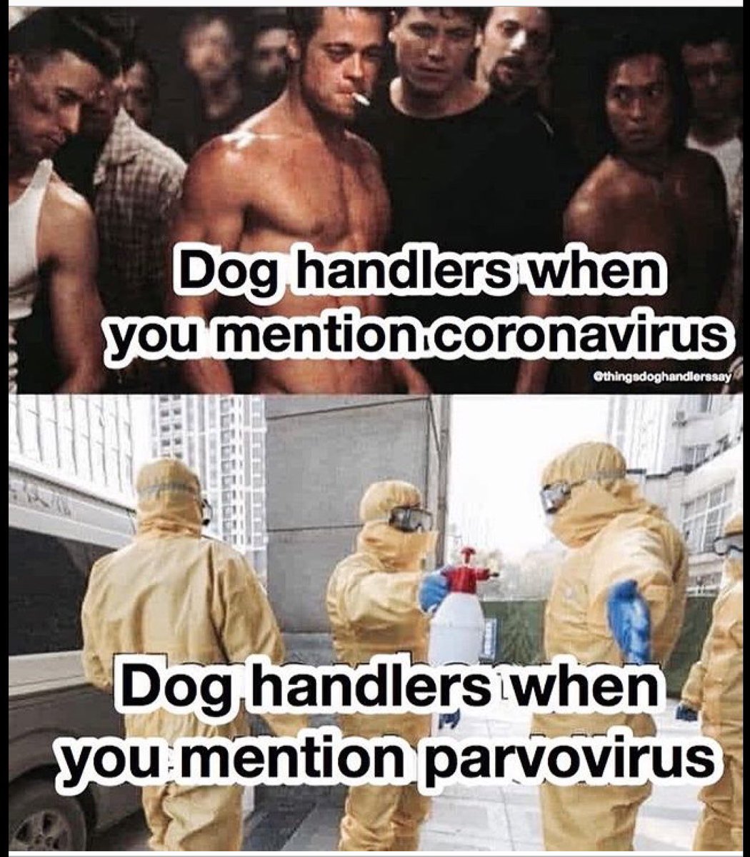 #doghandlers #coronavirus