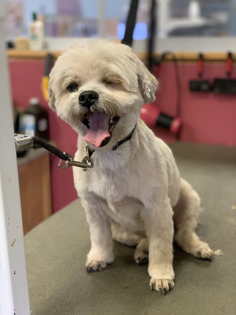 alyssapajak's tweet photo. A dog with a permanent wink! So happy to be back doing what I love. ❤️ #grooming https://t.co/Mr5Fg9Eb7e