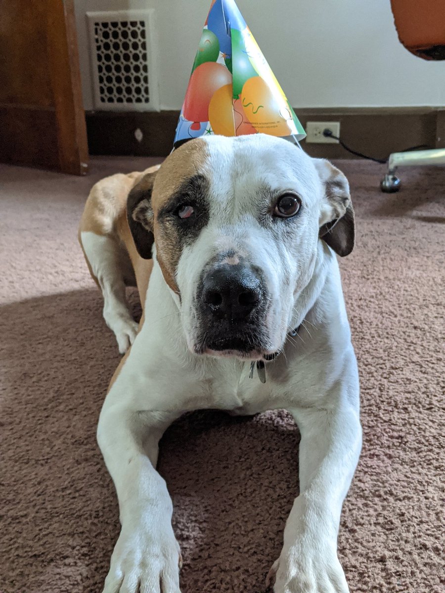 Happy 9th birthday Roxy!