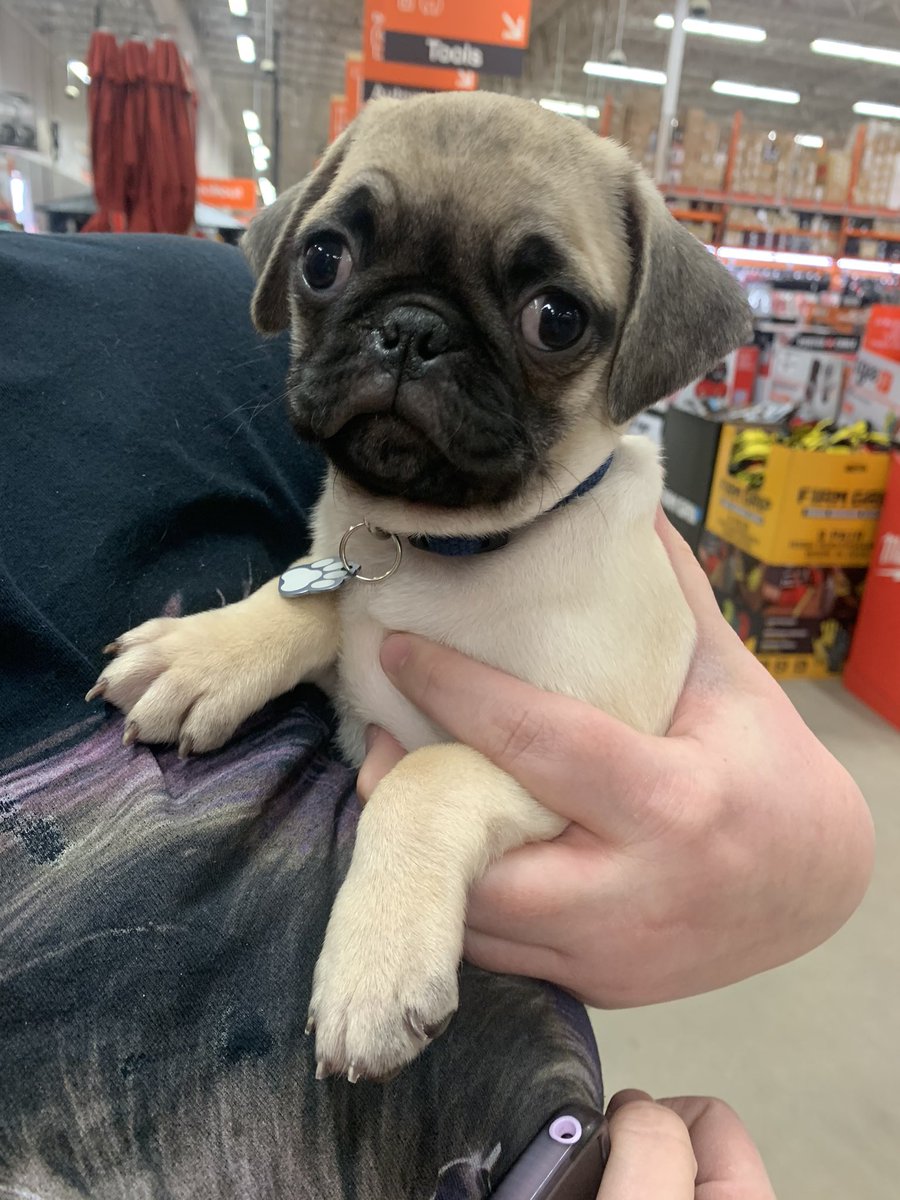 Our garden associate Ellyn welcomes a new friend! Comment below what you think his name should be! 🧡🐶