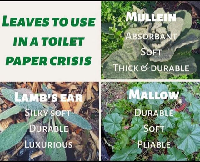 I don't know who made this, but I felt it was my botanist duty to pass it along. XD #ToiletPaperApocalypse