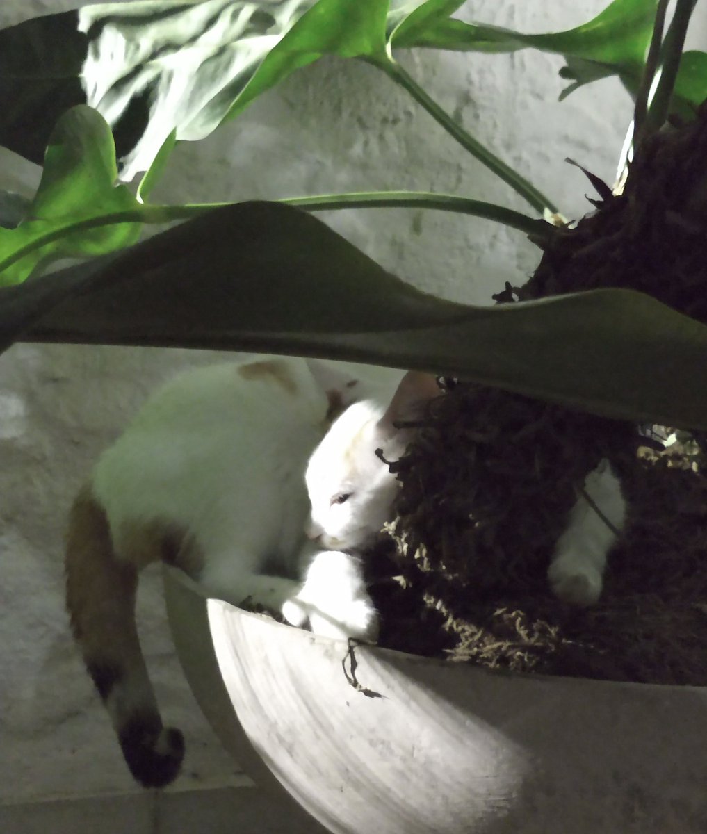 All seems beautiful to me,
I can repeat over to men and women You have done such good to me I would do the same to you...
Song of the Open Road
BY WALT WHITMAN

Honey Cat on a Smooth Rest