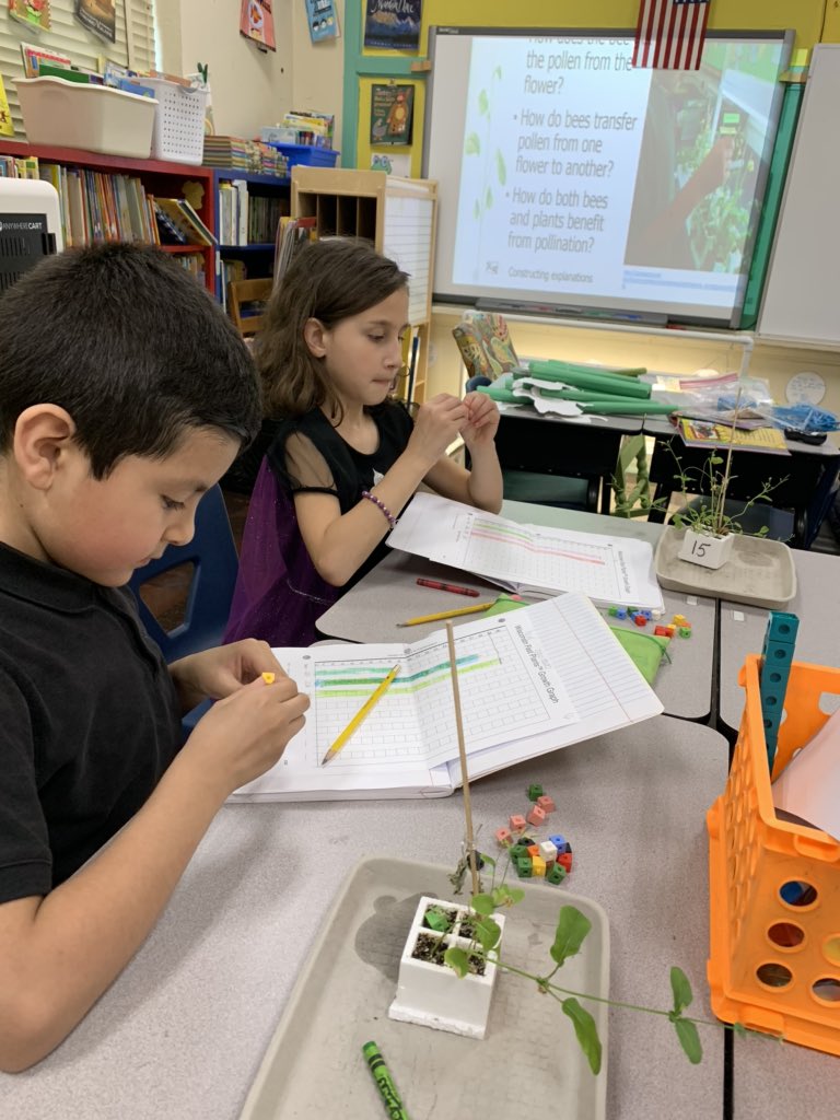 2nd graders measuring &amp; graphing the growth of Wisconsin Fast Plants!🐝🌺#JSUAMSTI #Plants&amp;Bugs #amsti4all <a href="/WalnutParkElem/">Walnut Park Elem</a>