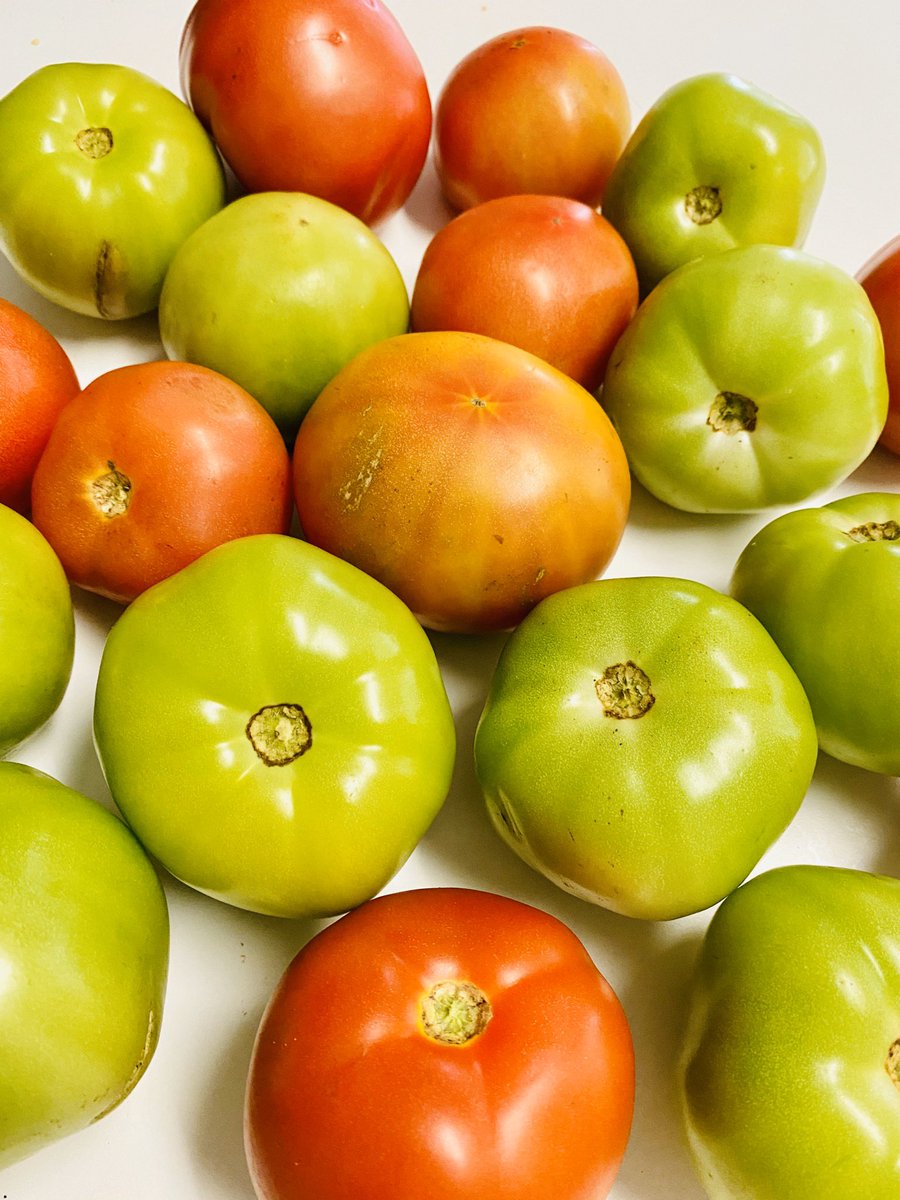 dolbyl's tweet photo. My partner’s customer asked if I wanted some tomatoes 🍅, I said “absolutely yes!!!.” I shared, of course, but my cat seems a little confused 🤷🏻♀️ with what the fuss is all about. #gratefulforveggies #iloveveggies #tomatoes #tomatoesrule #tomatoes🍅 #blackcat #blackcats https://t.co/l3NxGGJtlB