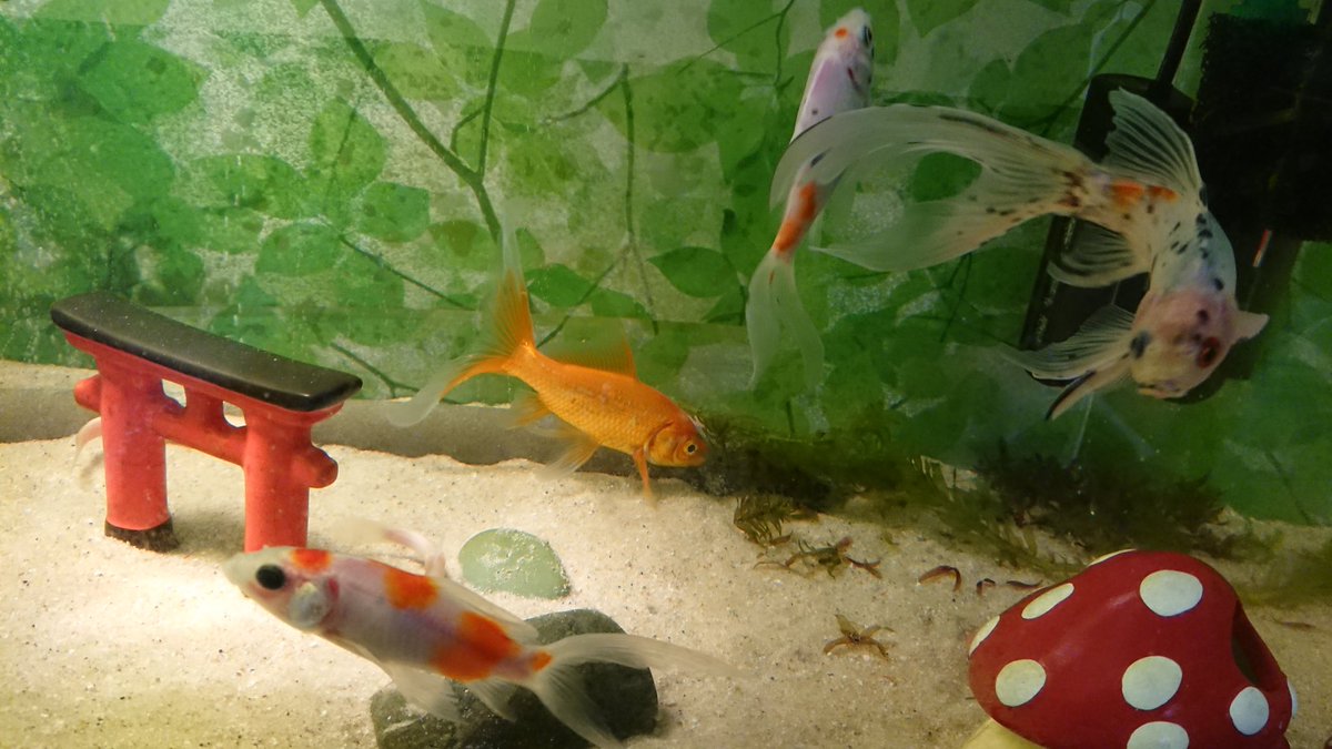 コメット金魚 コメット金魚