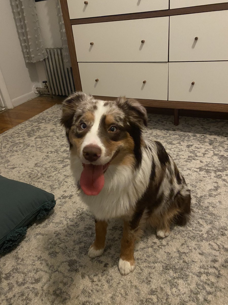 alexsnapp1's tweet photo. My neighbor let me dog sit their puppy last night and Im still not over the fact that I had to give him back https://t.co/pmSindC3F3