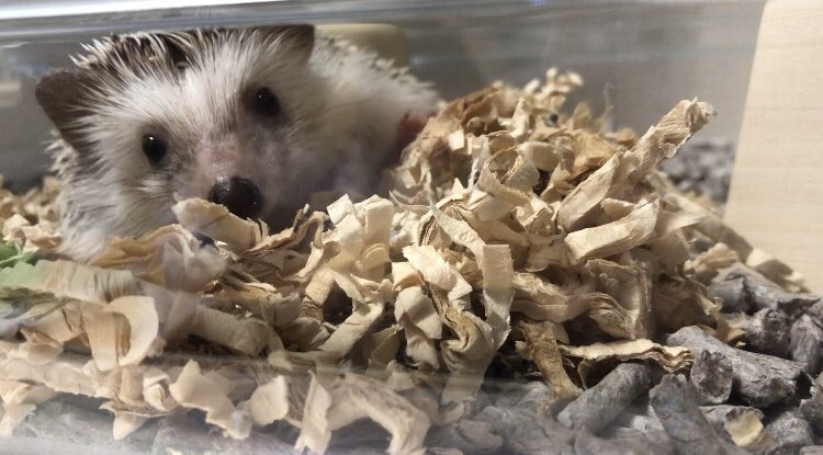 一味 Hariichimi Twitter 一味 Hariichimi Twitter