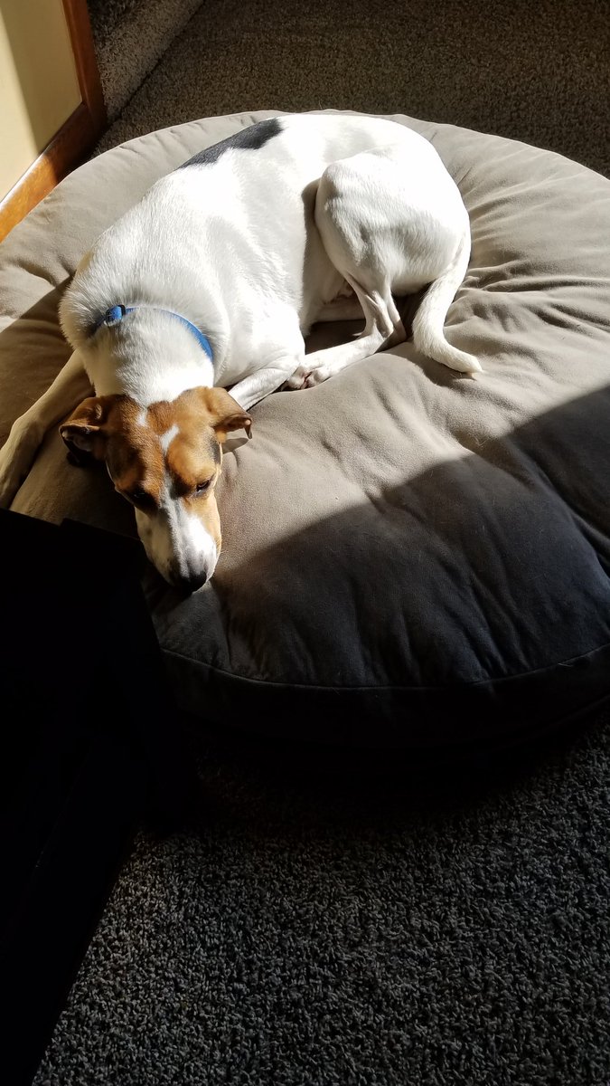 Leanne1995's tweet photo. @IvePetThatDog Hi Gideon! This is Utaw. He's a treeing walker coonhound and loves his morning sunbeam! https://t.co/SFQkufGwGC