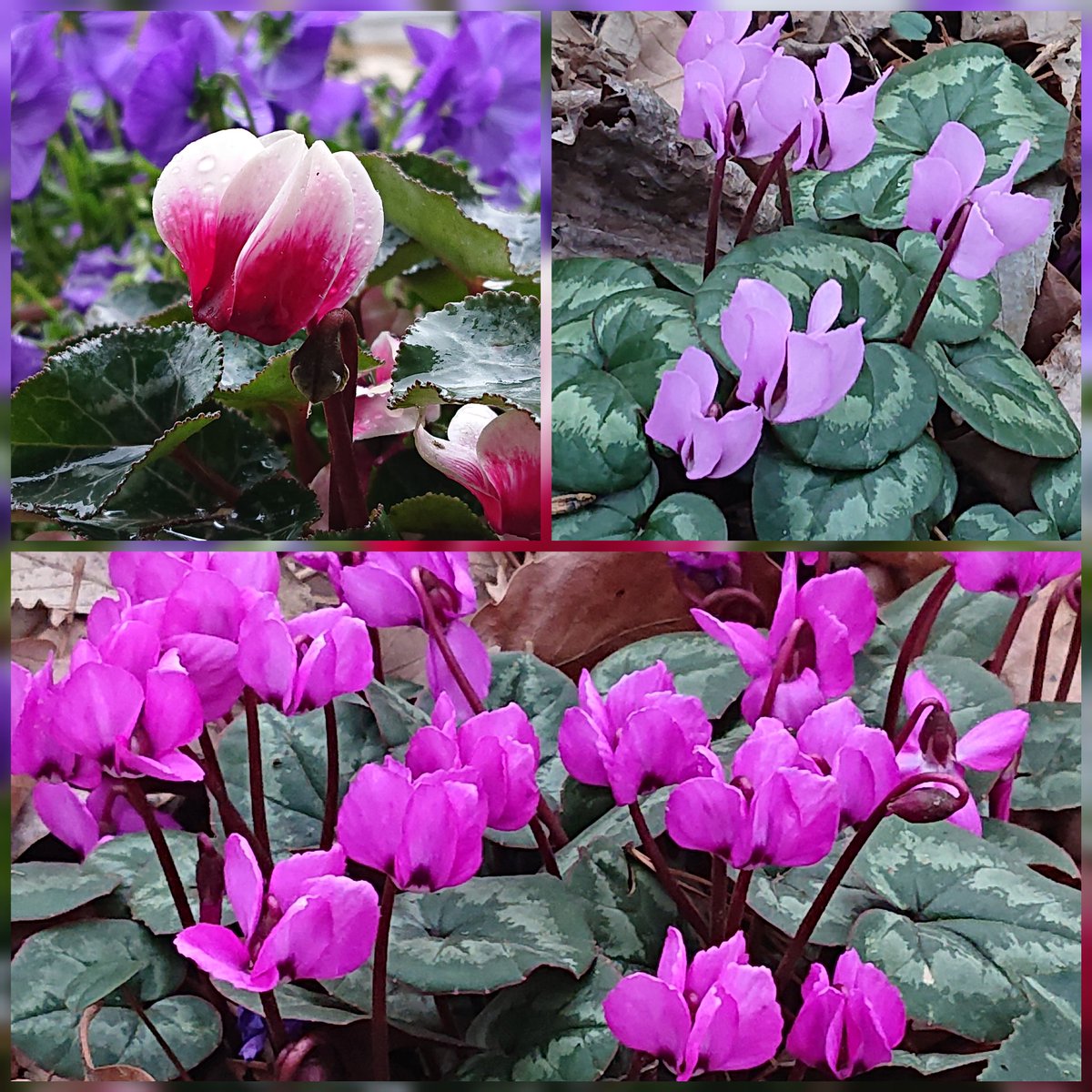 ひよこ豆 Pearl Mic 寒く冷たい 11月頃寄せ植えしたガーデンシクラメン ミニ 花びら約２cm と先日公園で出会えた 原種シクラメン 2種類 小指の爪より小さくてかわいい やっぱり小さいシクラメンに惹かれる 今日はまったり 涙のしずく 気分