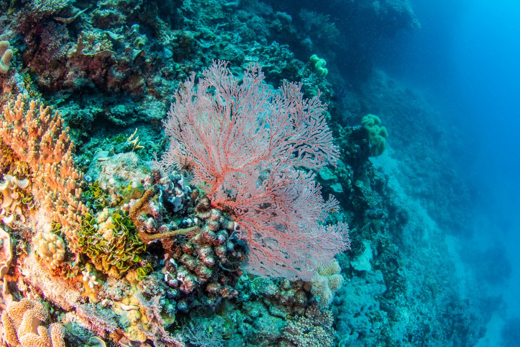 compasscruises's tweet photo. Discover the beauty and colours of the #GreatBarrierReef.
Find out more at https://t.co/3YQ8OdWfXa

#compasscruises #greatbarrierreeftourscairns #australia #queensland #cairns #gbrmarinepark #tropicalnorthqueensland #cairnsaustralia https://t.co/iYqTvA1yGb