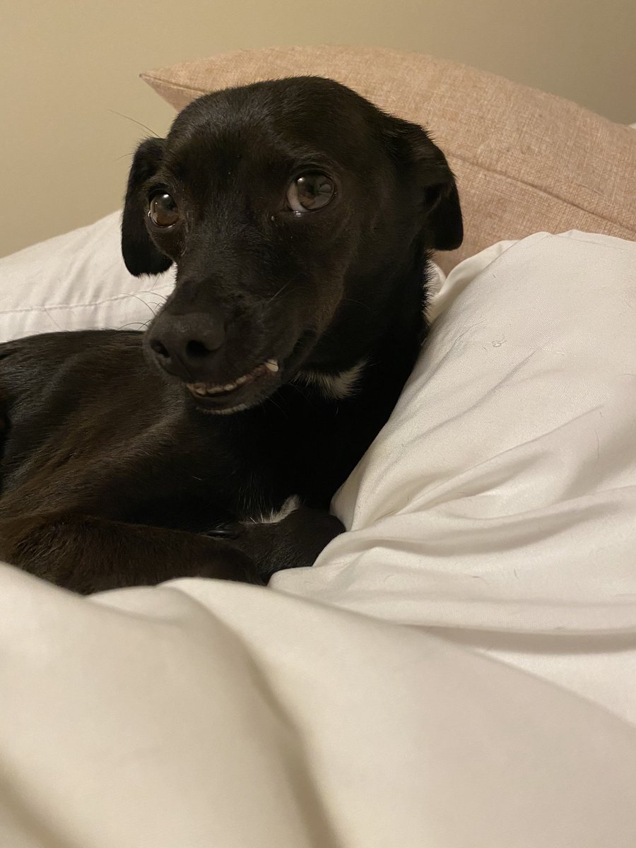 TheSherylKlein's tweet photo. This guy over here. He’s just laying there, smiling coyly. 🤣#Figaro #thesmilingdog https://t.co/g01EMKq13D