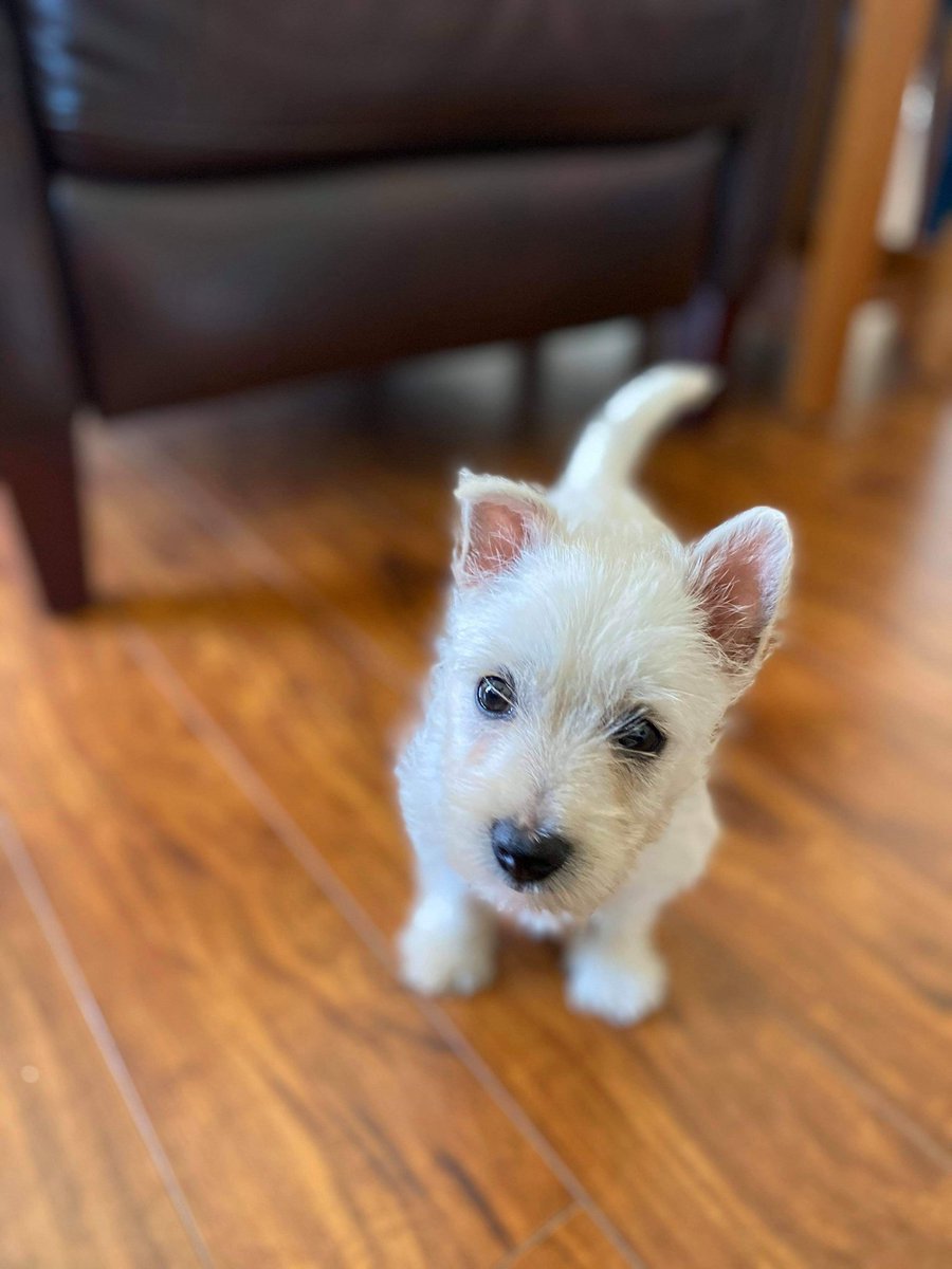 Need a pick me up? Interruption from #coronavirus .... here is baby Maggie!