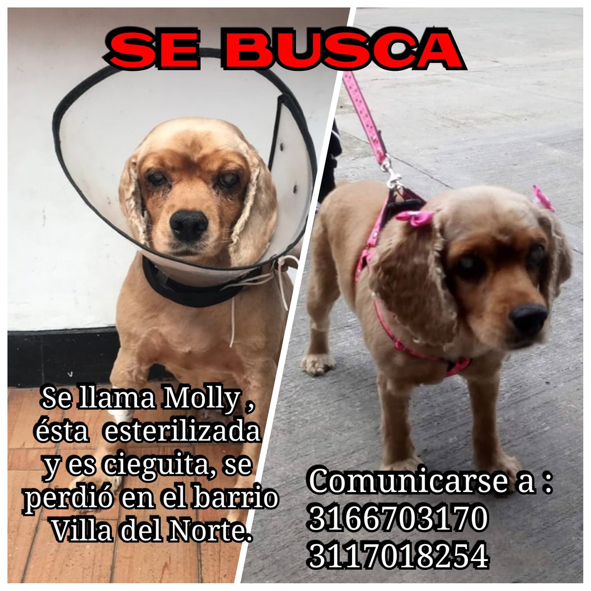 🚨 A Y U D A 🚨Molly fue la peludita cocker a la que hace unos meses la abandonaron cerca al Colegio Don Bosco en muy mal estado,  en la cirugía perdió  uno de sus ojos y el otro le funciona regularmente fue entregada en adopción en diciembre totalmente recuperada y esterilizada