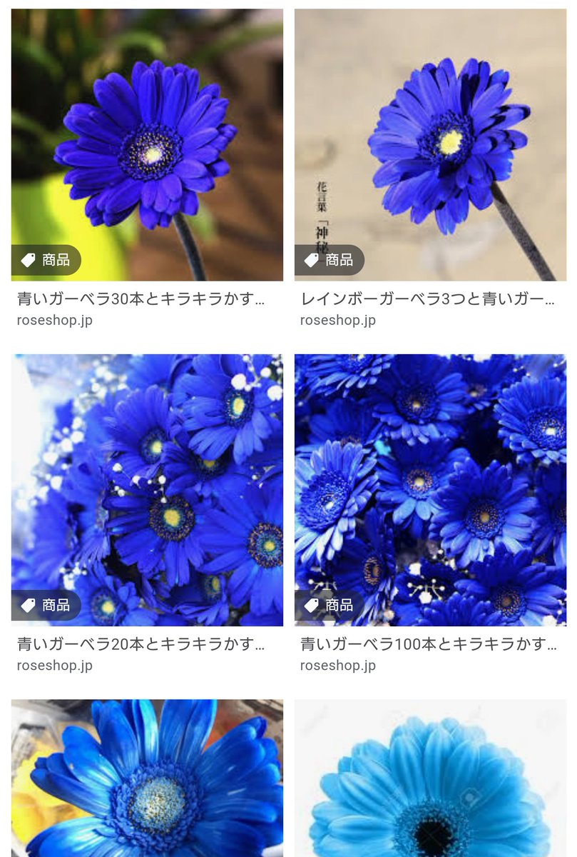 ট ইট র 中村朝 今は青いガーベラあるから このタイプの濃い青 がイメージカラーの推しキャラがいる方は花屋さんへ行くといいんじゃないだろうか 有栖川帝統とか 季節ものだから今行かないと無くなる これにレインボーローズとか彩度の低い暖色系の 花を合わせ ট ইট র 中村朝 今は青いガーベラあるから このタイプの濃い青 がイメージカラーの推しキャラがいる方は花屋さんへ行くといいんじゃないだろうか 有栖川帝統とか 季節ものだから今行かないと無くなる これにレインボーローズとか彩度の低い暖色系の 花を合わせ