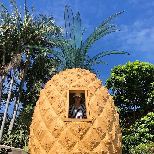 Renowned as the best example of a larger than actual size Bromeliaceae in the country. The #Ballina #kindabigpineapple sets the standard in scaled up tropical fruit replication. Thanks for giving scale #angrysimmsandbigthings ift.tt/2wRJk82