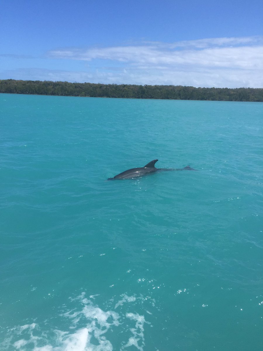 Just cruzin in the Florida Bay off of lignumvitae key #wilddolphintours #islamorada #amaracayresort
