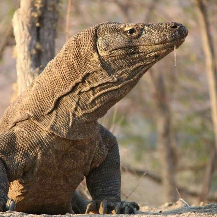 tour_memorable's tweet photo. we are local tour operator from Komodo flores indonesia.if you have aplaning to visit komodo and flores island please contact us for information and booking on https://t.co/oVrR9TRY3X
#komodotourfrombali
#komodomemorabletour
#asian #indonesiatravel
#komodotravel https://t.co/r51D4OcVeK