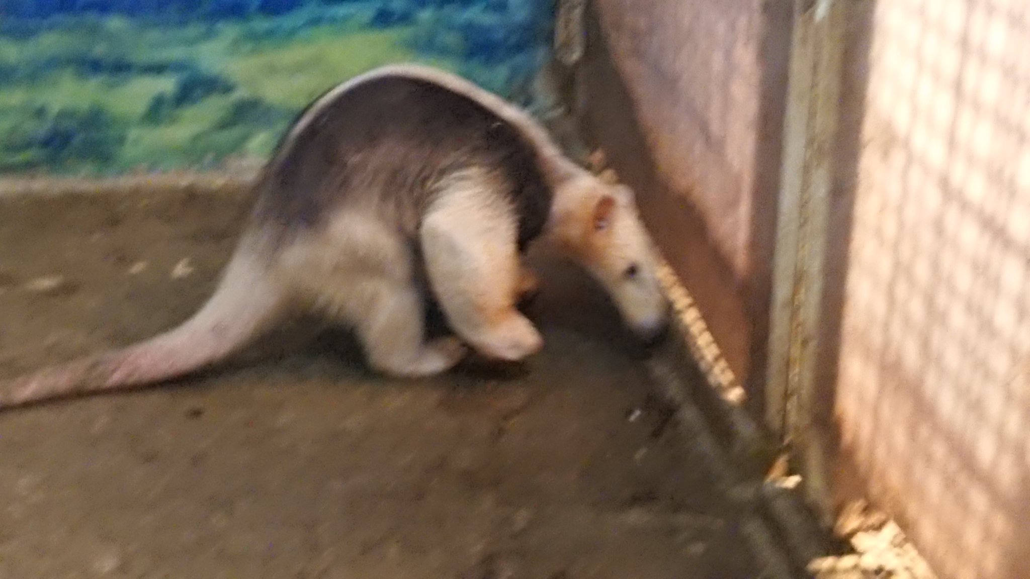 早稲田大学けものフレンズ研究会 V Twitter 伊豆シャボテン動物公園 で ミナミコアリクイ をアーカイブしました 様々な環境で暮らすことができ 大きな耳で聴力に依存した生活をすると考えられています 生涯歯を持ちませんが 発達した前肢や爪 早稲田大学けものフレンズ研究会 V Twitter 伊豆シャボテン動物公園 で ミナミコアリクイ をアーカイブしました 様々な環境で暮らすことができ 大きな耳で聴力に依存した生活をすると考えられています 生涯歯を持ちませんが 発達した前肢や爪