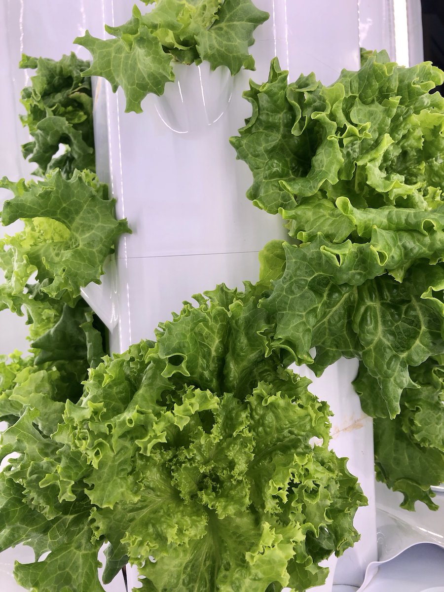 PWSSC's tweet photo. Our staff recently harvested the first batch of lettuce from the new hydroponics unit in our atrium! ๐ฑ
#PWSSC #WorldsRichestWaters #CordovaAlaska #PrinceWilliamSound https://t.co/2JcZOsZUTL