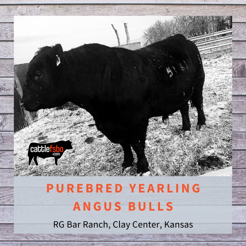 Registered Yearling Angus Bulls, RG Bar Ranch, Clay Center, Kansas  —> Visit the website for details. #Cattle #CattleForSale #CattleFSBO #Angus #AngusBulls #AngusCattle