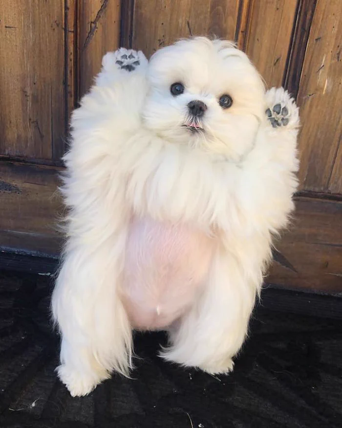日々の癒しに！お手上げポーズが好きなマルチーズのココちゃん2歳！