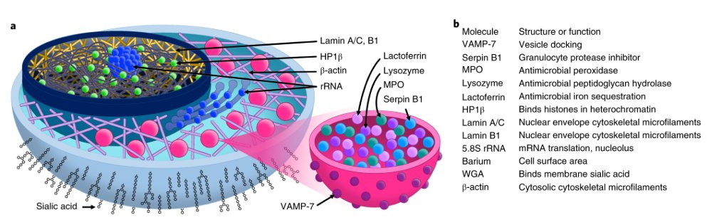 mmw_lmw's tweet photo. Multiplexed #SingleCell_Morphometry | Maps for hematopathology diagnostics | Sean Bendall @Stanford @NatureMedicine https://t.co/oJMoAylEnV https://t.co/reACvSqEM8
