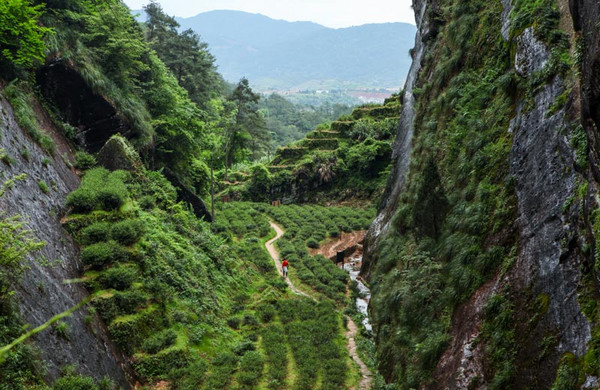 AcupspringTea's tweet photo. Wuyi Rock Tea is a Chinese famous tea.The tea tree grows in the cracks of the rocks and absorbs a large amount of minerals from weathered rocks to form its special flavor. Wuyi Rock tea has the fragrance of flower and the sweetness of black tea, which is the best Chinese oolong. https://t.co/P939g5FdIF