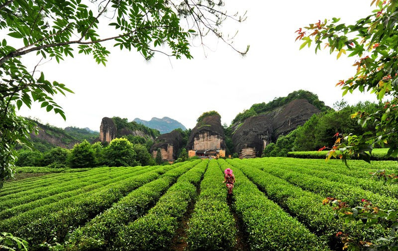 AcupspringTea's tweet photo. Wuyi Rock Tea is a Chinese famous tea.The tea tree grows in the cracks of the rocks and absorbs a large amount of minerals from weathered rocks to form its special flavor. Wuyi Rock tea has the fragrance of flower and the sweetness of black tea, which is the best Chinese oolong. https://t.co/P939g5FdIF