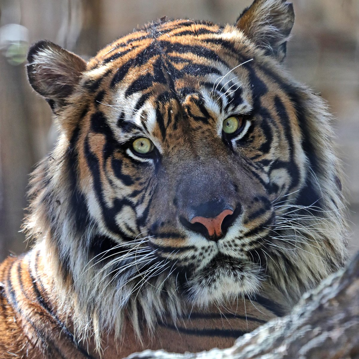 As a precautionary measure and in an effort to protect the health and safety of staff, guests, volunteers and animals, we will be temporarily closing to the public to mitigate the spread of COVID-19. The Zoo will be closed to the public starting March 14-March 29.