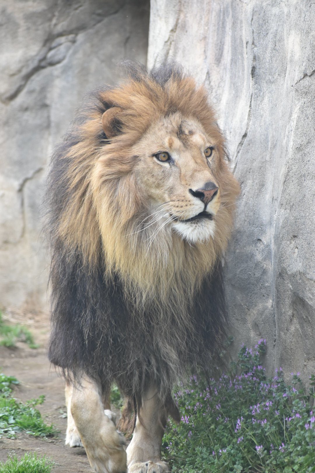 たはな カッコいいライオンにはワイルド系とイケメン系の顔つきの子がいると思いますが アレンは最上級のイケメン系だと思ってます 千葉市動物公園 ライオン アレン T Co zqvfewza Twitter たはな カッコいいライオンにはワイルド系とイケメン系の顔つきの子がいると思いますが アレンは最上級のイケメン系だと思ってます 千葉市動物公園 ライオン アレン T Co zqvfewza Twitter