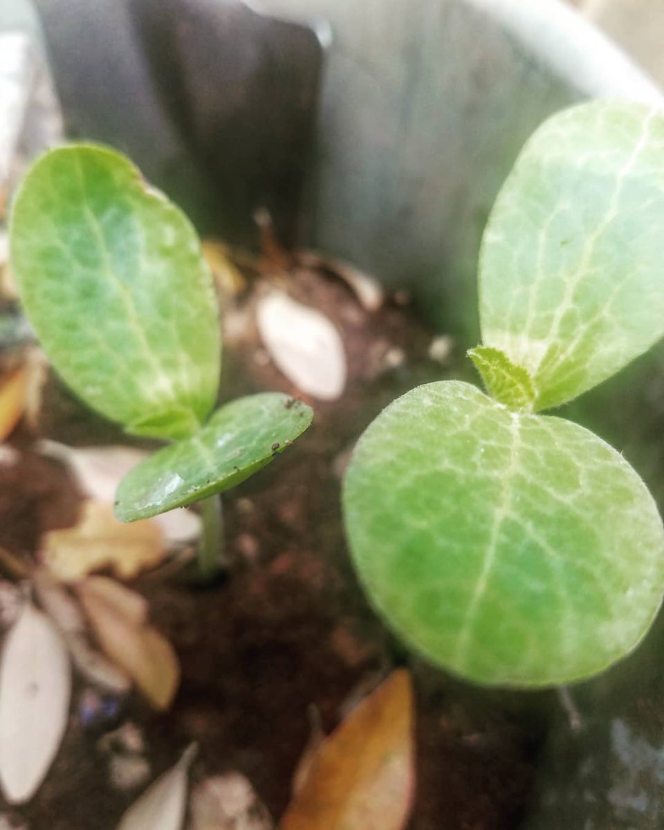 cass2frass's tweet photo. #tinyhouseplants #growyourown #wildwoman #peacefulanarchy https://t.co/E4xrL1ccrJ