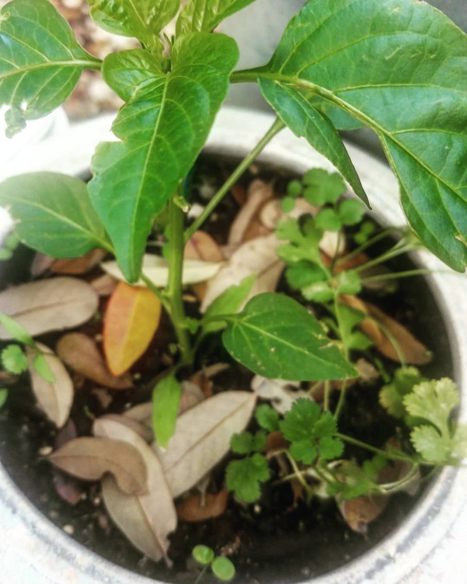 cass2frass's tweet photo. #tinyhouseplants #growyourown #wildwoman #peacefulanarchy https://t.co/E4xrL1ccrJ