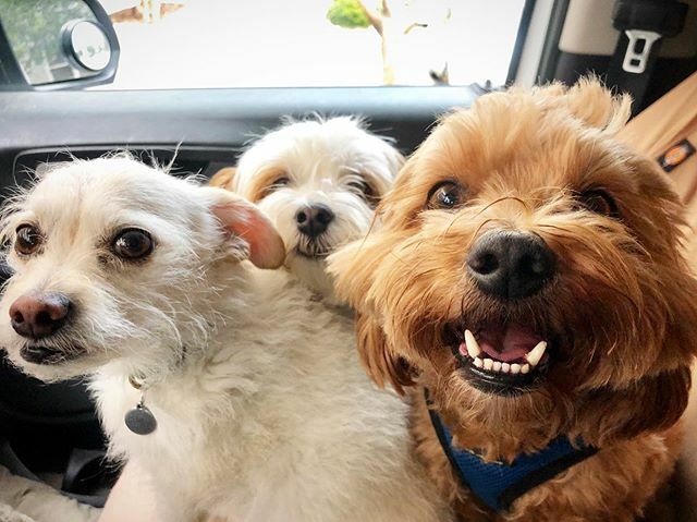 These copilots are *sort of* cute, I suppose...😏 > Dexter, Charlie & Kelsier💙. . . #dogismycopilot #muppets #littles #littledude #dogsofsanfrancisco #chipoo #havanese #daisydog #dogmobile #schoolbus ift.tt/2WbfMwI
