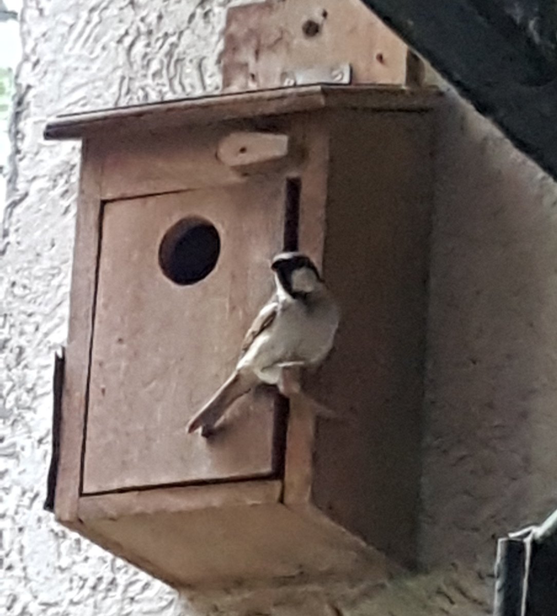 anu_s's tweet photo. @NatureForever
#ILoveSparrows
#wsd19
#natureforeversociety
#sparrow
#WSD2019
#WorldSparrowDay19
#sparrows
#WorldSparrowDay2019
#helpsparrows
#sparrowsofindia
#WorldSparrowDay
#samthebirder
#EarthCapture
@BBCEarth
#PhotoOfTheDay https://t.co/CLlLm8xTrY