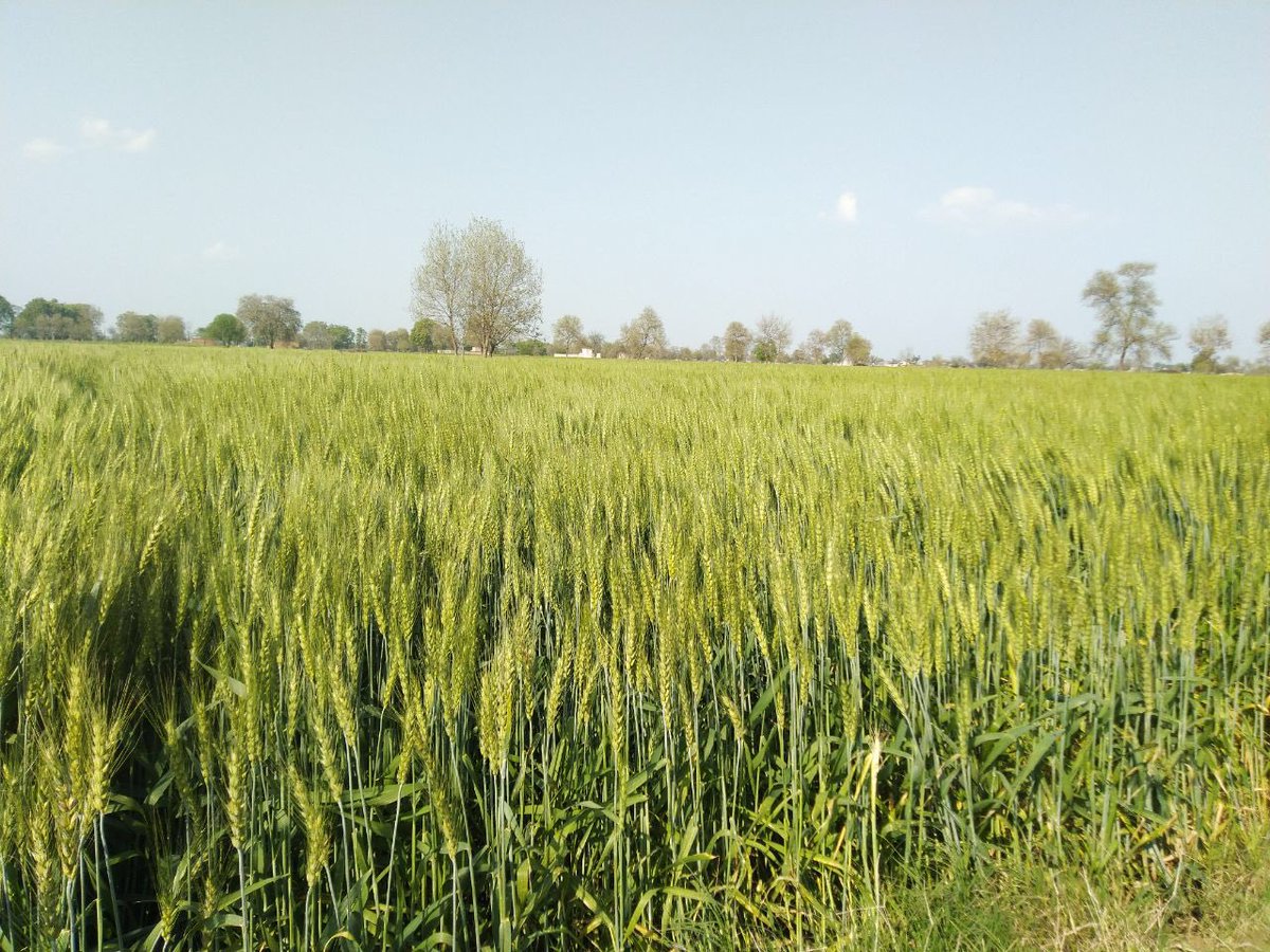 ritudhara7's tweet photo. #growingcrops #farmershappylife ๐๐ https://t.co/ISFg1ZHs6P