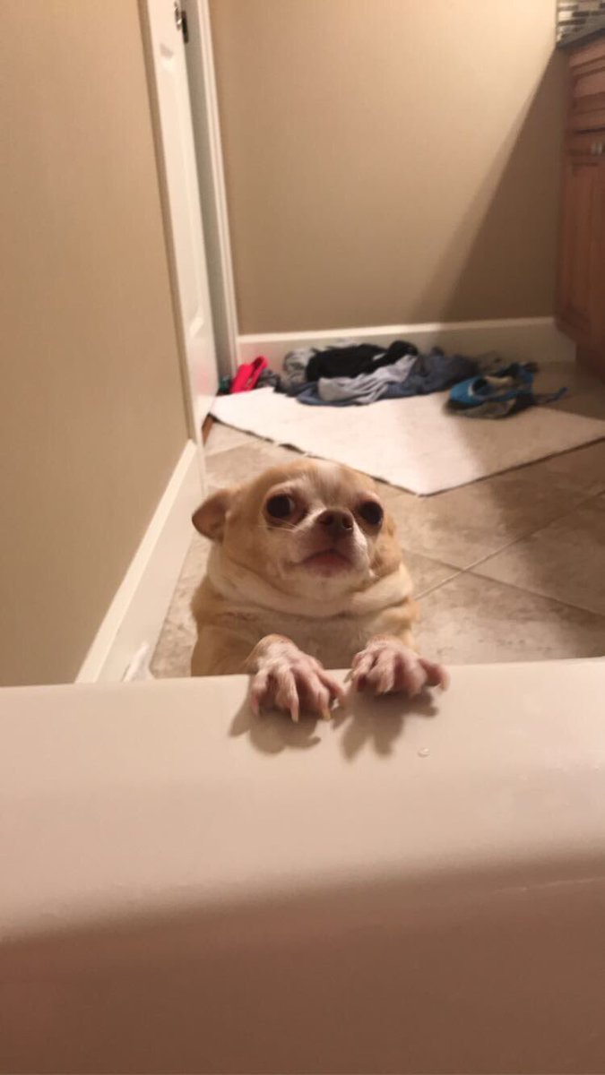 anna_lesser's tweet photo. Sammy has no limits https://t.co/wNmRFIEEYJ