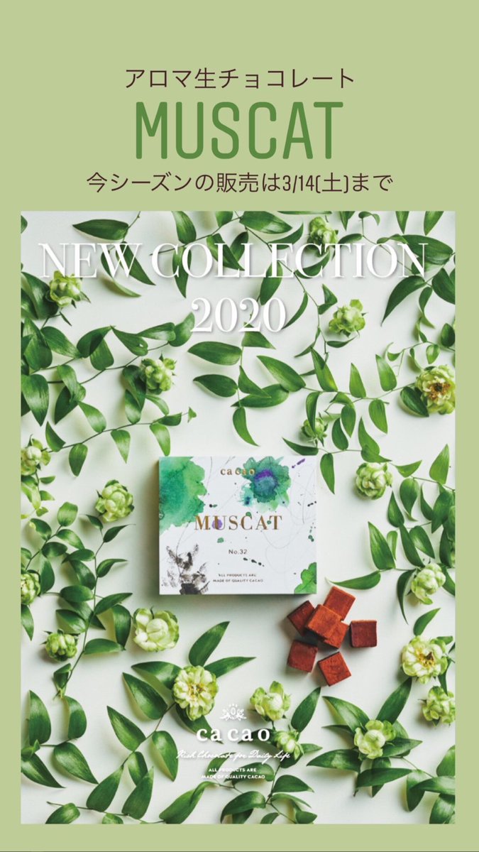 公式 Ca Ca O Kamakura カカオ鎌倉 Cacao Pr Twitter