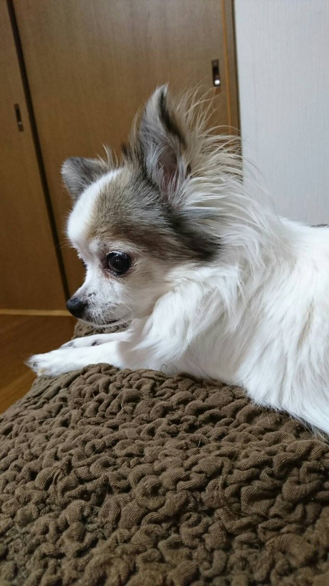 うめちゃん🐾チワワ (@konsai0121) / Posts / X