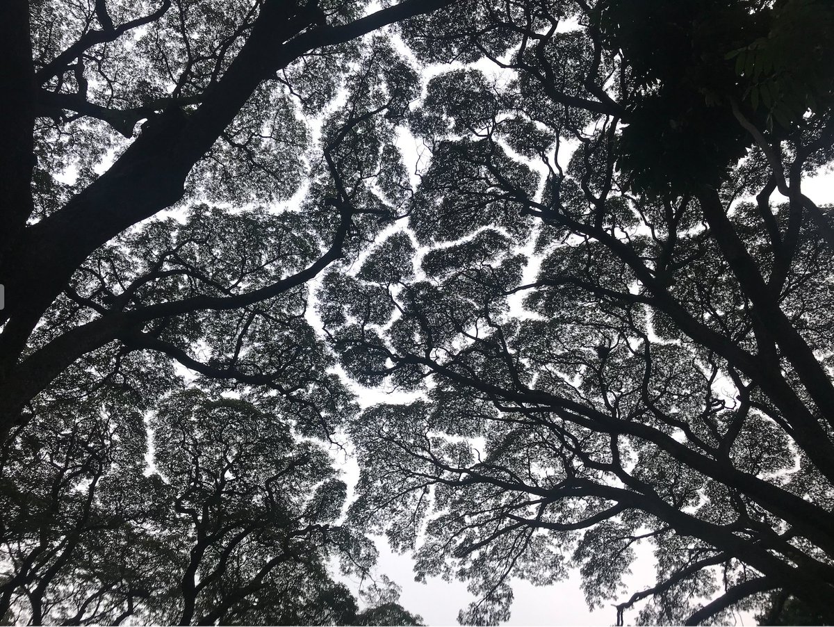 Even trees don't touch each other. They maintain a distance. #Crownshyness