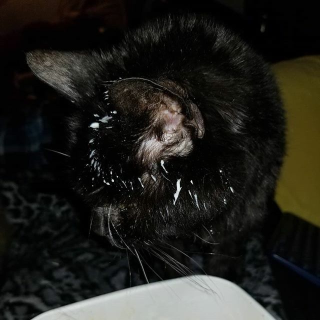 Anubis had icecream on his face. ift.tt/3cWM58t