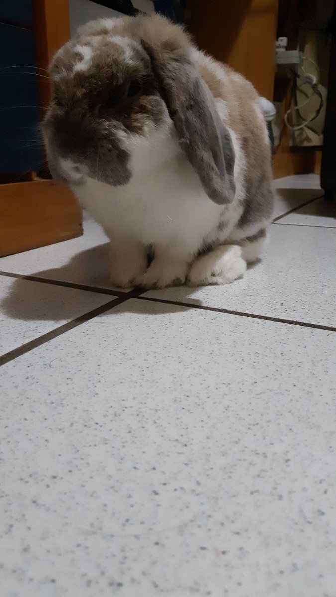 Vitor Mello tweet media